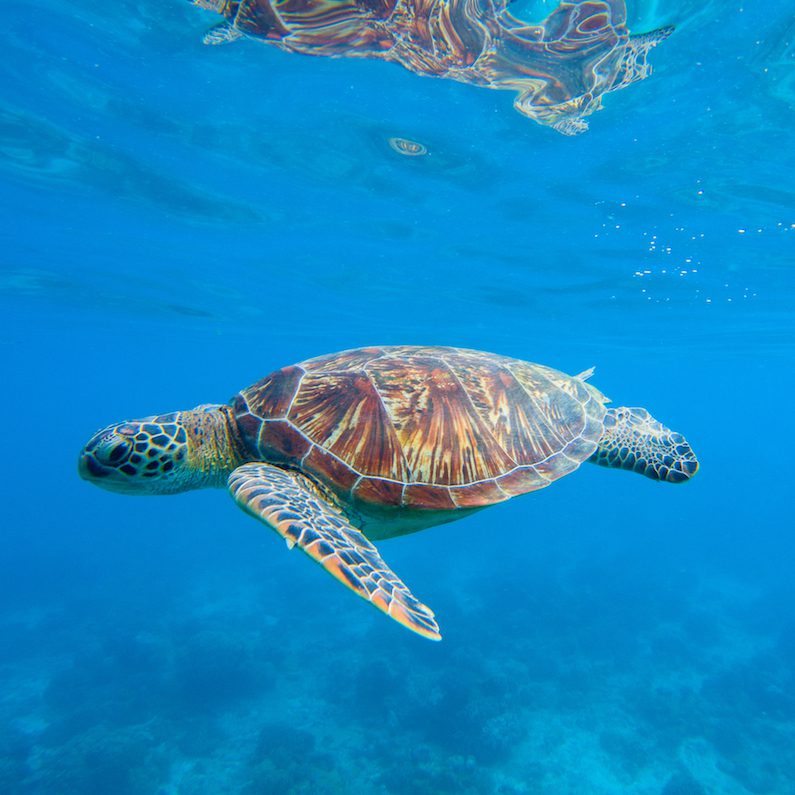Bunaken turtle copy Bunaken turtle copy