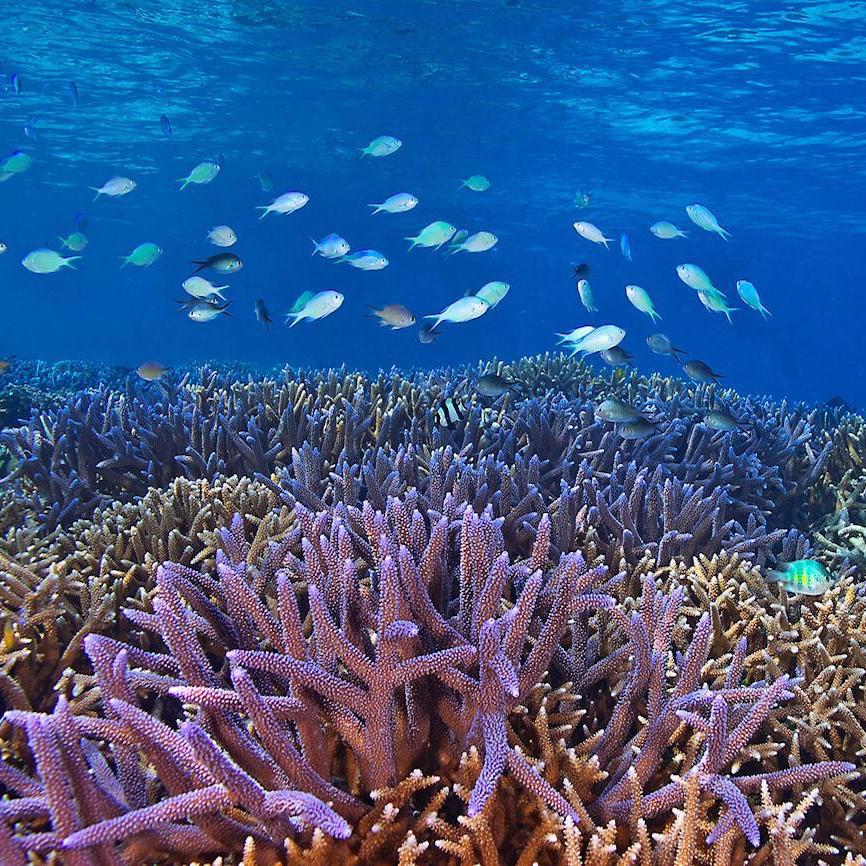 Fukui copy Snorkeling Bunaken and Manado Bay