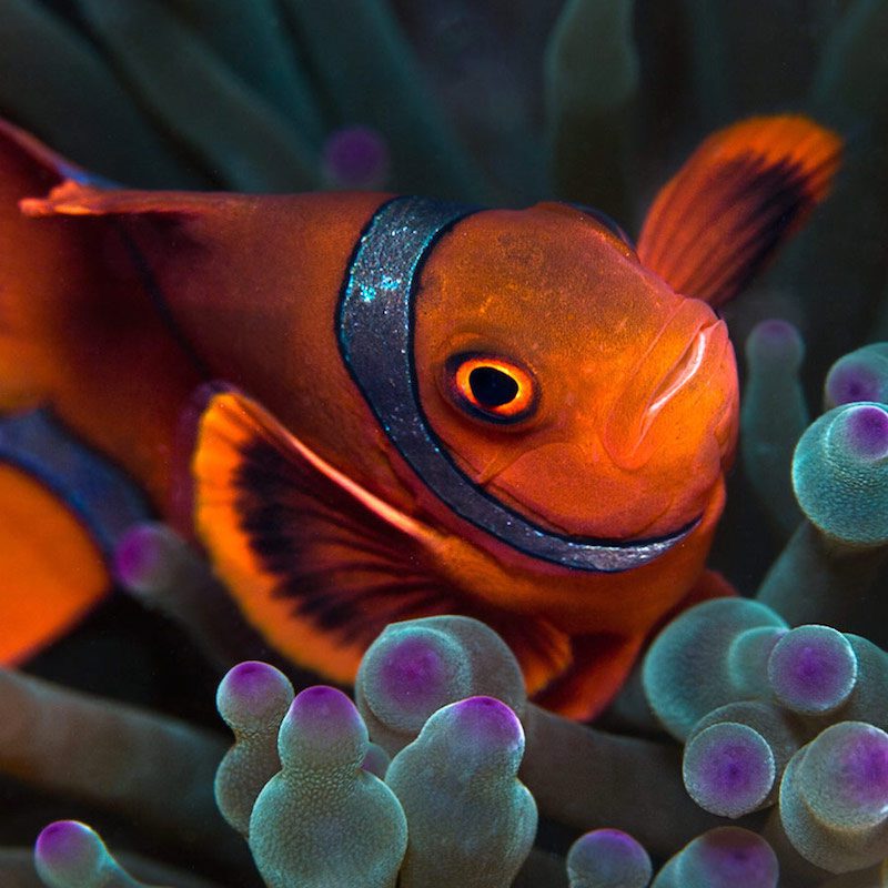 anemone fish anemonefish bangka