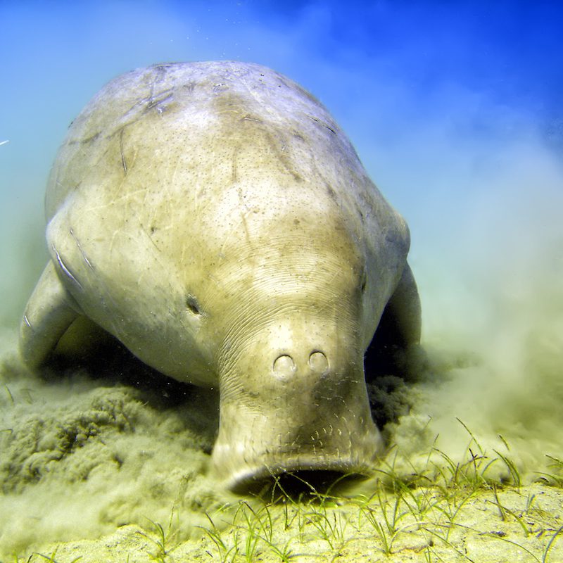 Isolated Dugongo Sea Cow While Digging Sand For Food Isolated Dugongo Sea Cow while digging sand for food