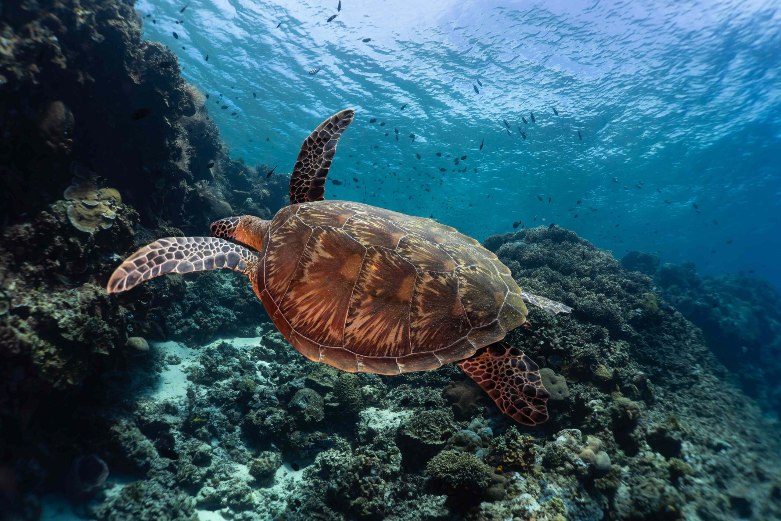 Sea Turtle - Morgan Riggs Underwater Photo - Bunaken Turtle