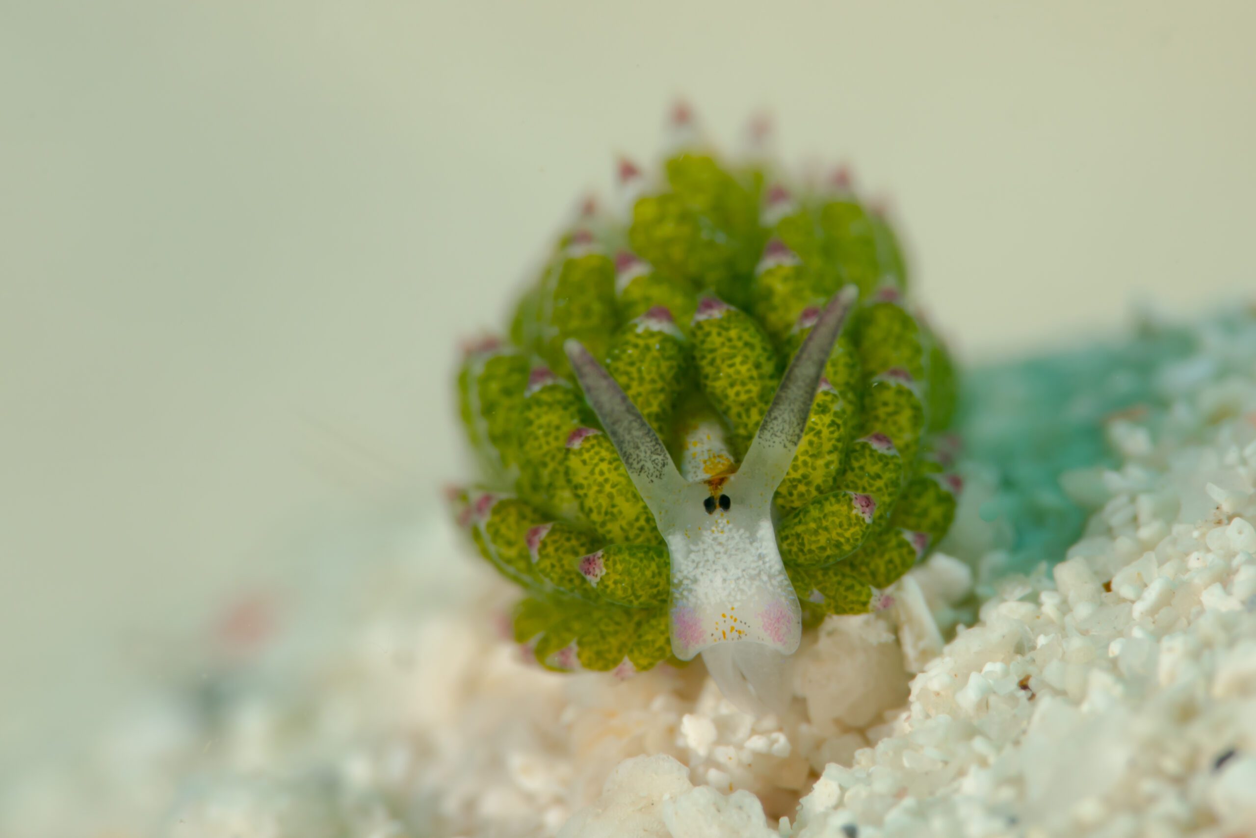 Shaun the Sheep - Morgan Riggs Shaun the Sheep Nudibranch - Morgan Riggs
