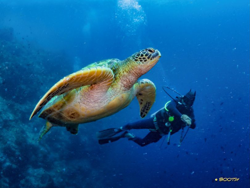 Basrah and Turtle in Bunaken