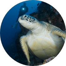 turtle in the ocean