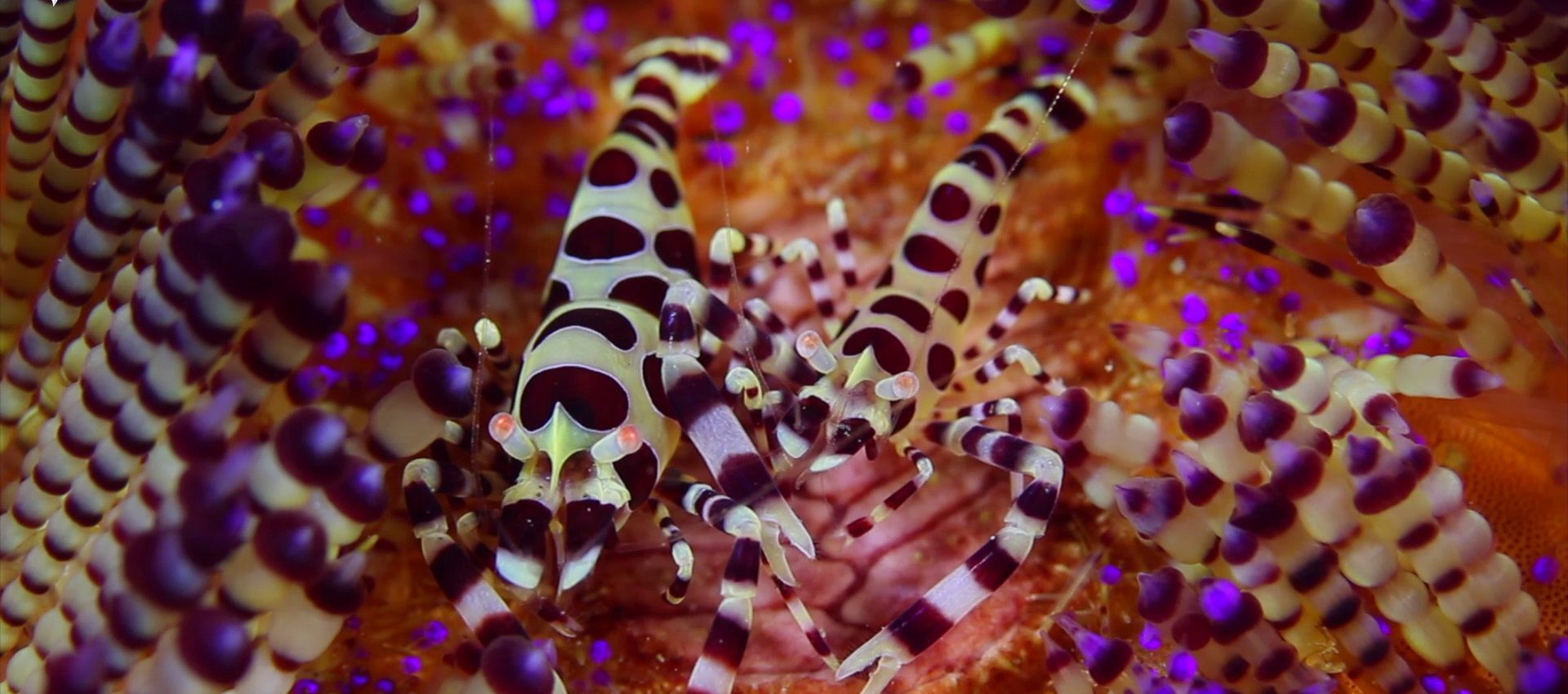 underwater creature at lembeh