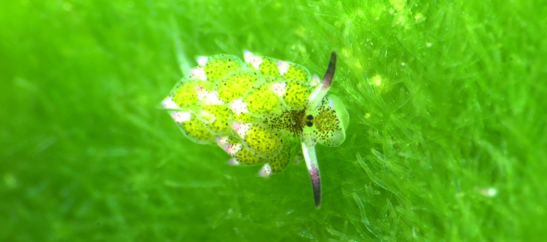 underwater creature at bangka