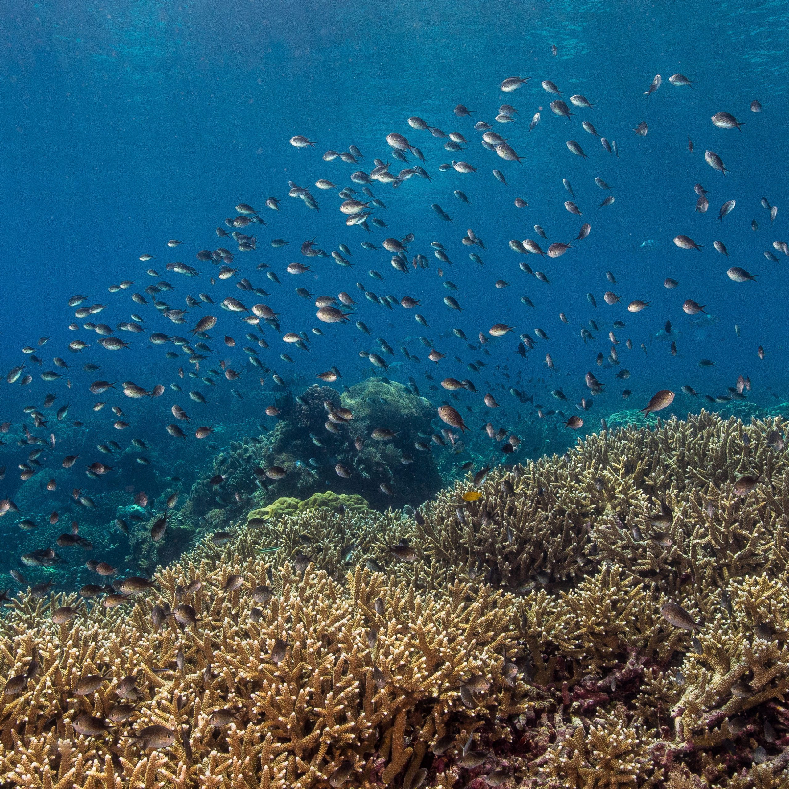 reef and fish