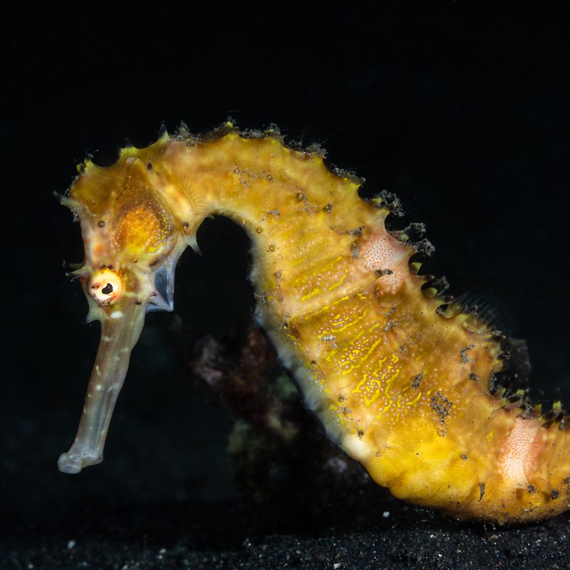 DSC04729-Edit copy seahorse lembeh