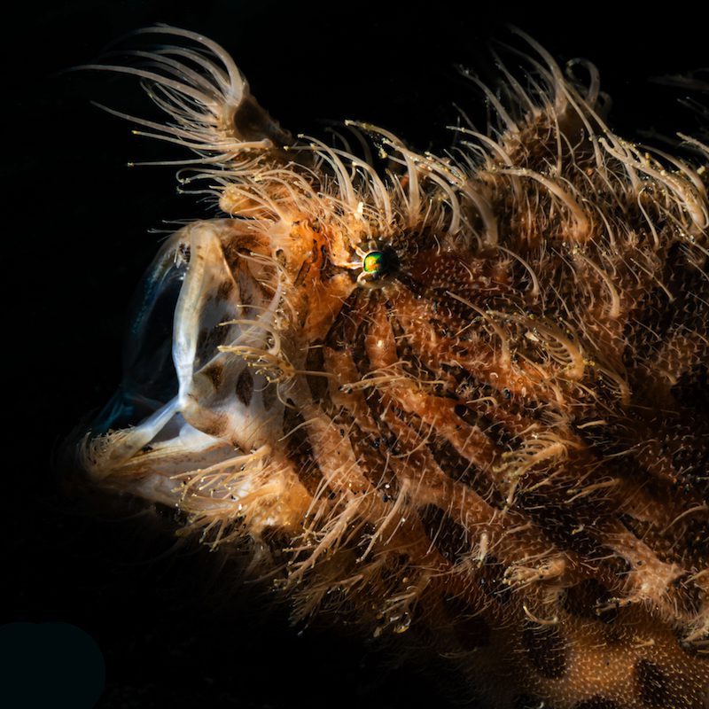 Hairy FF hairy frogfish