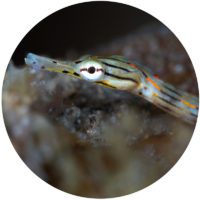 House Reef pipefish lembeh