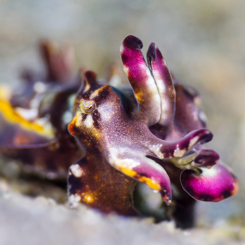 Flamboyant Cuttlefish (Metasepia pfefferi) Lembeh Strait, Canon 7D, 60mm macro, f5.6, 1/640sec, ISO160, 2x i-Torch Pro7 flamboyant cuttlefish