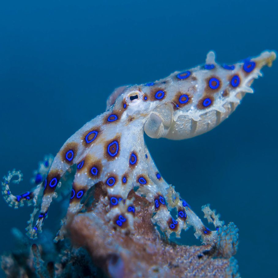 Lembeh Macro7 copy blue ring octopus