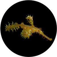 ornate ghost ornate ghost pipefish