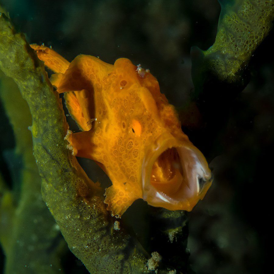 OLYMPUS DIGITAL CAMERA Manado Bay - Frogfish