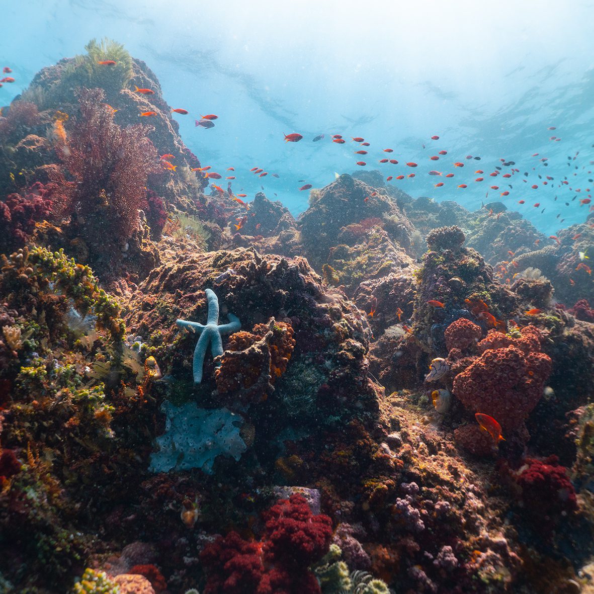 Web Bangka 1 Underwater Photo - Bangka Reef
