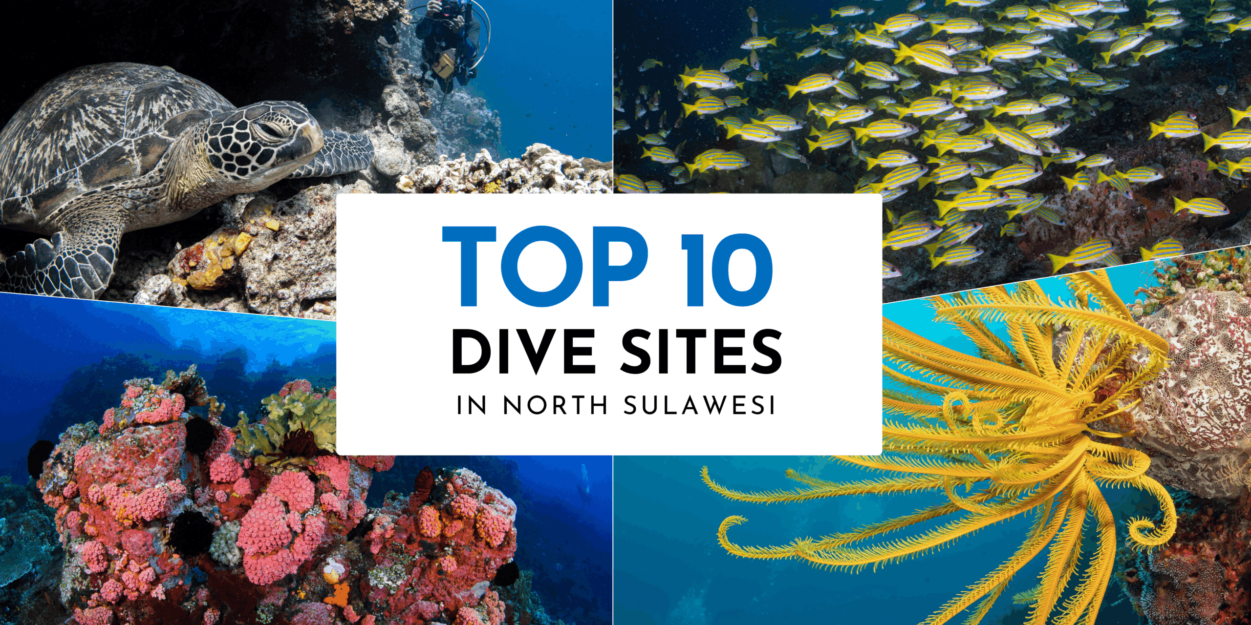 top 10 dives sites in North Sulawesi