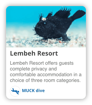 muck diving at lembeh